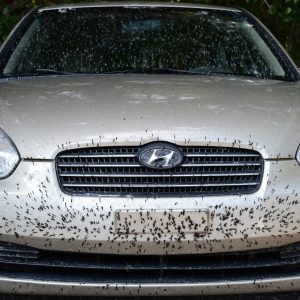 Highway Bugs Removal