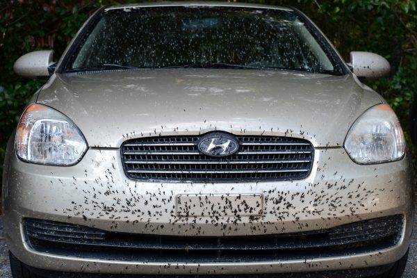 Highway Bugs Removal